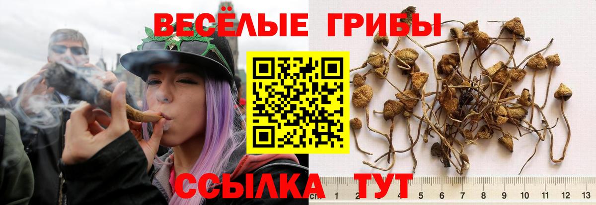 Бузулук  Галлюциногенные грибы мицелий  Псилоцибиновые грибы Psilocybe  Вход с VPN 